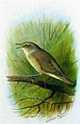 Reed Warbler